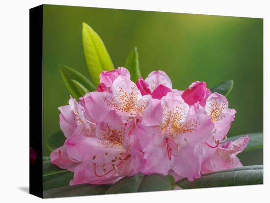 USA, Washington, Seabeck. Pacific Rhododendron flowers close-up.-Jaynes Gallery-Premier Image Canvas