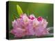 USA, Washington, Seabeck. Pacific Rhododendron flowers close-up.-Jaynes Gallery-Premier Image Canvas