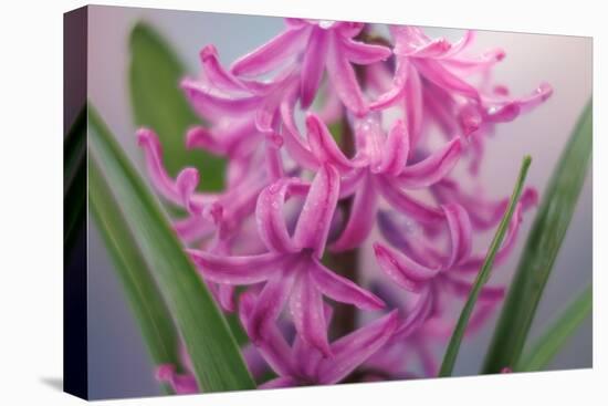 USA, Washington, Seabeck. Pink hyacinth flowers.-Jaynes Gallery-Premier Image Canvas
