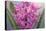 USA, Washington, Seabeck. Pink hyacinth flowers.-Jaynes Gallery-Premier Image Canvas