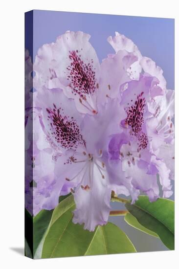 USA, Washington, Seabeck. Rhododendron blossoms close-up.-Jaynes Gallery-Premier Image Canvas