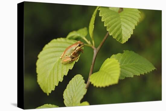 USA, Washington, Seattle, Discovery Park. Pacific tree frog.-Steve Kazlowski-Premier Image Canvas