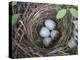 USA, Washington. Spotted Towhee Nest with Eggs-Gary Luhm-Premier Image Canvas
