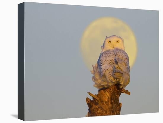 USA, Washington state. A Snowy Owl sits on a perch at sunset, with the full moon behind-Gary Luhm-Premier Image Canvas