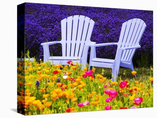 USA, Washington State, Adirondack chairs In Field of Lavender and Poppies-Terry Eggers-Premier Image Canvas