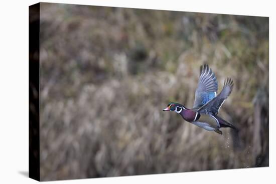 USA, Washington State. Adult male Wood Duck (Aix Sponsa) flies over a marsh.-Gary Luhm-Premier Image Canvas