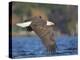 USA, Washington State. An adult Bald Eagle flies low over water on Lake Washington-Gary Luhm-Premier Image Canvas