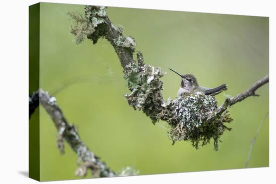 USA. Washington State. Anna's Hummingbird broods her young chicks in a cup nest.-Gary Luhm-Premier Image Canvas
