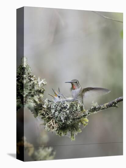 USA. Washington State. Anna's Hummingbird lands at cup nest with chicks.-Gary Luhm-Premier Image Canvas
