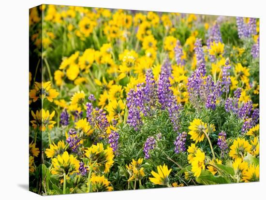 USA, Washington State. Arrowleaf balsamroot and lupine-Terry Eggers-Premier Image Canvas