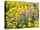 USA, Washington State. Arrowleaf balsamroot and lupine-Terry Eggers-Premier Image Canvas