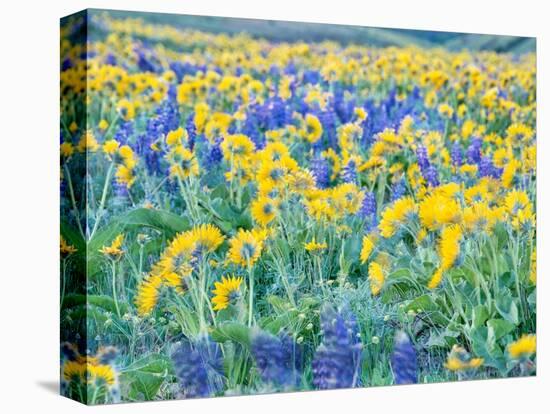 USA, Washington State. Arrowleaf balsamroot and lupine-Terry Eggers-Premier Image Canvas