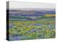 USA, Washington State. Arrowleaf balsamroot and lupine-Terry Eggers-Premier Image Canvas