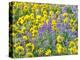 USA, Washington State. Arrowleaf balsamroot and lupine-Terry Eggers-Premier Image Canvas