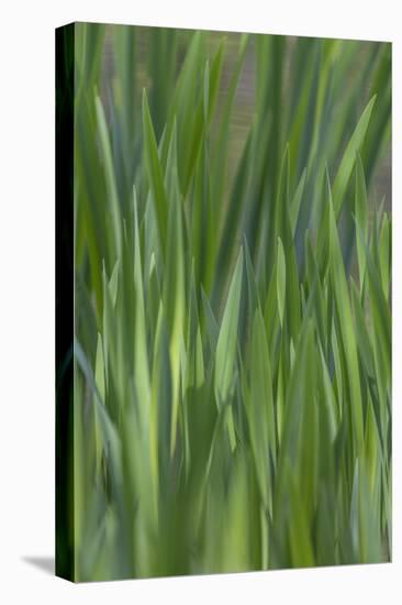 USA, Washington State, Bainbridge Island. Cattails on pond in spring.-Jaynes Gallery-Premier Image Canvas