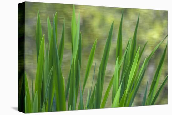 USA, Washington State, Bainbridge Island. Cattails on pond in spring.-Jaynes Gallery-Premier Image Canvas