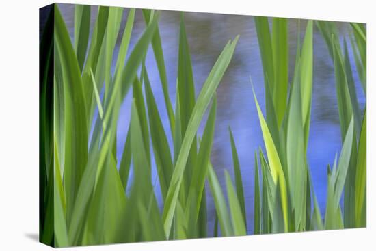 USA, Washington State, Bainbridge Island. Cattails on pond in spring.-Jaynes Gallery-Premier Image Canvas