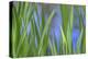 USA, Washington State, Bainbridge Island. Cattails on pond in spring.-Jaynes Gallery-Premier Image Canvas