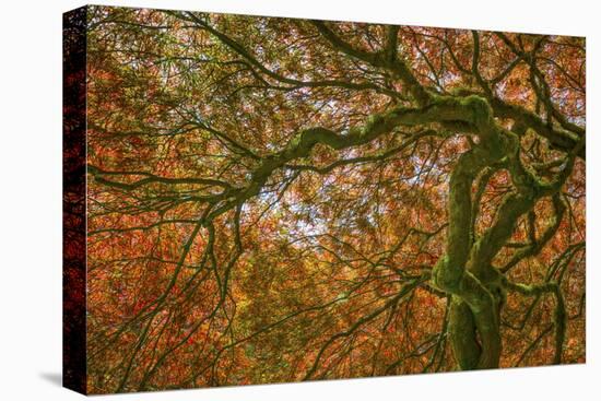 USA, Washington State, Bainbridge Island. Japanese maple tree close-up.-Jaynes Gallery-Premier Image Canvas