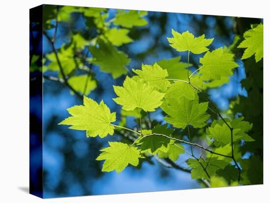 Usa, Washington State, Bellevue. Backlit glowing leaves of Vine maple tree in sunlight-Merrill Images-Premier Image Canvas