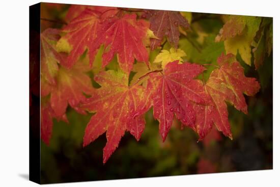 Usa, Washington State, Bellevue. Dewdrops on red and yellow leaves of maple tree in autumn./n-Merrill Images-Premier Image Canvas