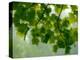 USA, Washington State, Bellevue Ginkgo Tree green leaves-Sylvia Gulin-Premier Image Canvas