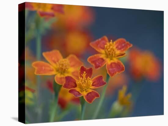 Usa, Washington State, Bellevue. Orange Mexican marigold flowers close-up-Merrill Images-Premier Image Canvas