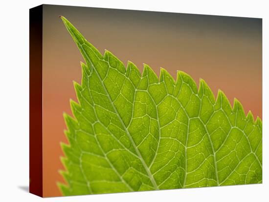 Usa, Washington State, Bellevue. Veins on green leaf of Bigleaf hydrangea close-up-Merrill Images-Premier Image Canvas