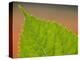 Usa, Washington State, Bellevue. Veins on green leaf of Bigleaf hydrangea close-up-Merrill Images-Premier Image Canvas