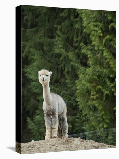 Usa, Washington State, Carnation. Alpaca.-Merrill Images-Premier Image Canvas