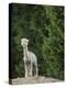 Usa, Washington State, Carnation. Alpaca.-Merrill Images-Premier Image Canvas