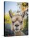 Usa, Washington State, Carnation. Alpaca.-Merrill Images-Premier Image Canvas