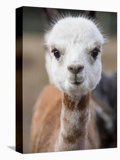 Usa, Washington State, Carnation. Alpaca.-Merrill Images-Premier Image Canvas