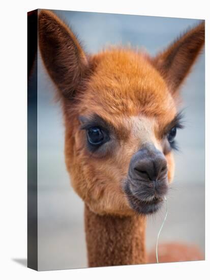 Usa, Washington State, Carnation. Alpaca.-Merrill Images-Premier Image Canvas