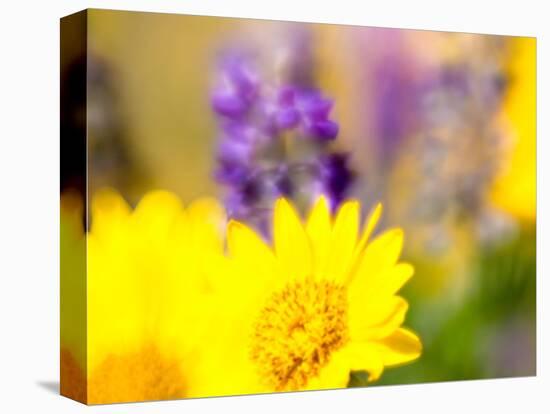 USA, Washington State. Close-up of Arrowleaf Balsamroot and lupine-Terry Eggers-Premier Image Canvas