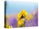 USA, Washington State. Close-up of Arrowleaf Balsamroot and lupine-Terry Eggers-Premier Image Canvas