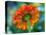 USA, Washington State. Close-up of State Fair Zinnia-Sylvia Gulin-Premier Image Canvas