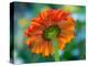 USA, Washington State. Close-up of State Fair Zinnia-Sylvia Gulin-Premier Image Canvas