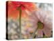 USA, Washington State. Close-up of State Fair Zinnia-Sylvia Gulin-Premier Image Canvas