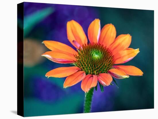 USA, Washington State. Close-up of State Fair Zinnia-Sylvia Gulin-Premier Image Canvas