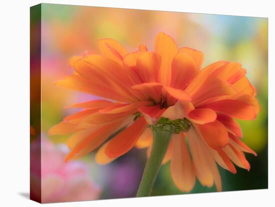 USA, Washington State. Close-up of State Fair Zinnia-Sylvia Gulin-Premier Image Canvas