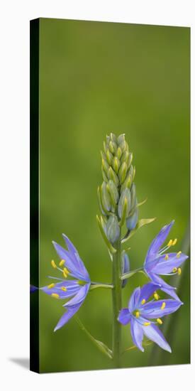 USA. Washington State. Common Camas wildflower blooming.-Gary Luhm-Premier Image Canvas