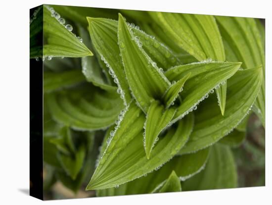 Usa, Washington State, Crystal Mountain. Skunk cabbage with dew drops.-Merrill Images-Premier Image Canvas