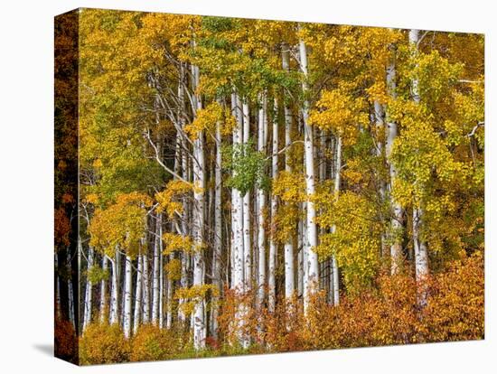 USA, Washington State, Eastern Washington, Cle Elum, Kittitas County. Aspen trees in the fall.-Julie Eggers-Premier Image Canvas