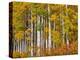 USA, Washington State, Eastern Washington, Cle Elum, Kittitas County. Aspen trees in the fall.-Julie Eggers-Premier Image Canvas