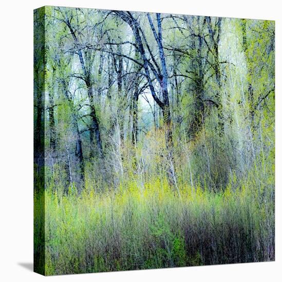 USA, Washington State, Fall City Cottonwoods budding out in the spring along the Snoqualmie River-Sylvia Gulin-Premier Image Canvas