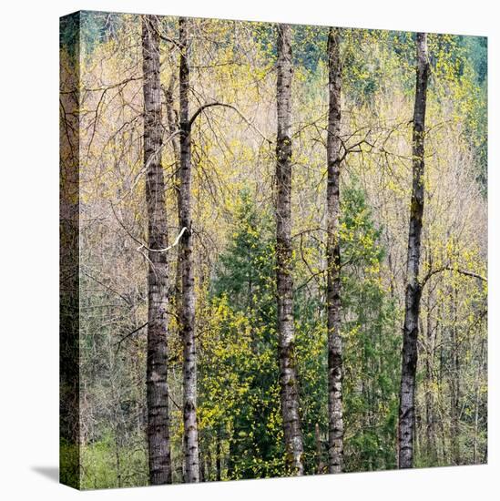 USA, Washington State, Fall City Cottonwoods budding out in the spring along the Snoqualmie River-Sylvia Gulin-Premier Image Canvas