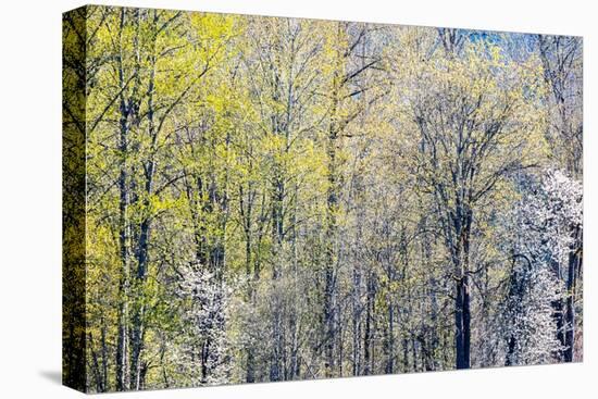 USA, Washington State, Fall City Cottonwoods budding out in the spring along the Snoqualmie River-Sylvia Gulin-Premier Image Canvas