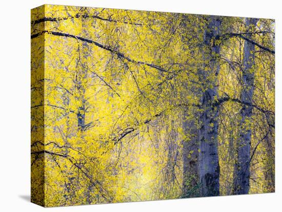 USA, Washington State, Fall City Cottonwoods budding out in the spring along the Snoqualmie River-Sylvia Gulin-Premier Image Canvas