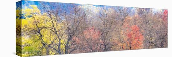 USA, Washington State, Fall City, Pacific NW spring cottonwood, alder, evergreens and Maple Trees-Sylvia Gulin-Premier Image Canvas